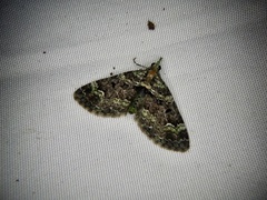 Chloroclystis excisa