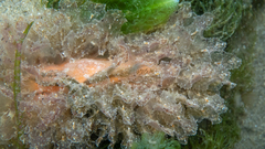 Polybranchia pallens