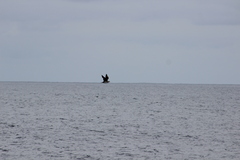 Stercorarius parasiticus