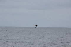 Stercorarius parasiticus