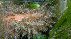 Polybranchia pallens