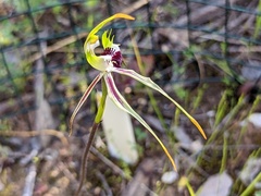Caladenia verrucosa