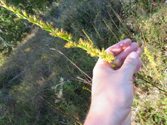 Solidago austrina