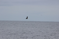 Stercorarius parasiticus