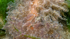 Polybranchia pallens