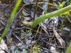 Caladenia verrucosa