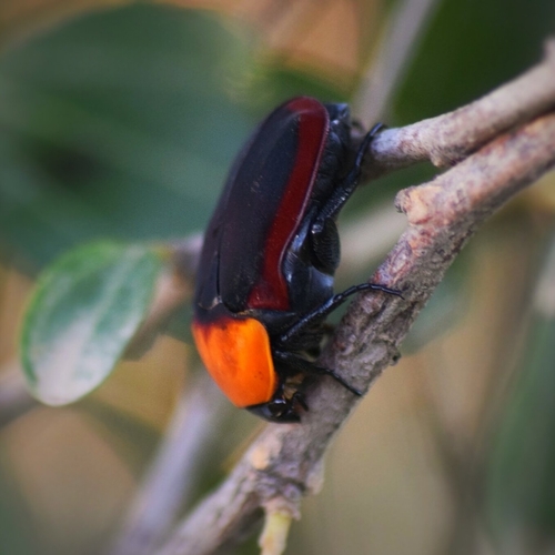 Pachnoda thoracica