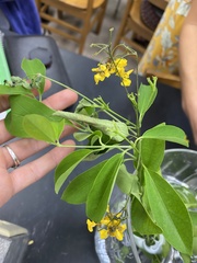 Callaeum macropterum