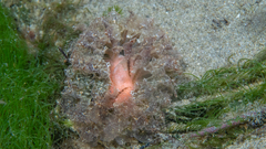 Polybranchia pallens