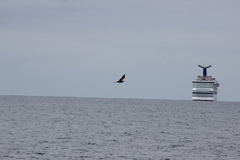 Stercorarius parasiticus