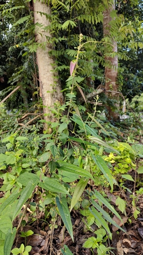 Dioscorea glabra observed 2022-10-04