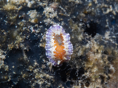 Chromodoris alternata