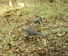 Leucosarcia melanoleuca
