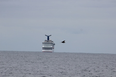 Stercorarius parasiticus