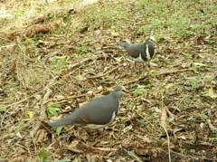 Leucosarcia melanoleuca