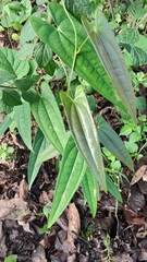 Dioscorea glabra