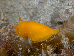 Doriopsilla carneola