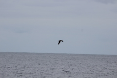 Stercorarius parasiticus