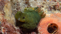 Tambja dracomus