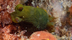Tambja dracomus