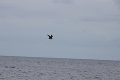 Stercorarius parasiticus