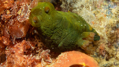 Tambja dracomus