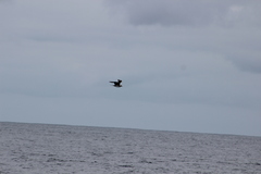 Stercorarius parasiticus