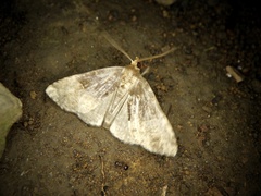 Oglasa bifidalis