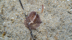 Thysanozoon brocchii