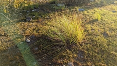 Carex exsiccata