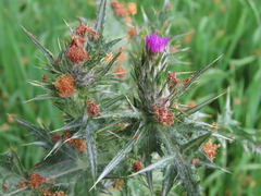 Carduus pycnocephalus