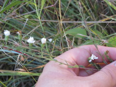 Symphyotrichum estesii