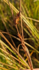 Carex exsiccata