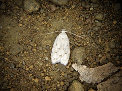 Scythropiodes leucostola