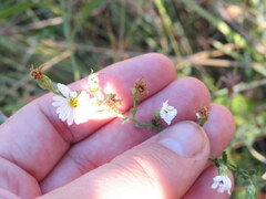 Symphyotrichum estesii
