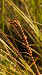 Carex exsiccata