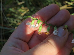 Symphyotrichum estesii