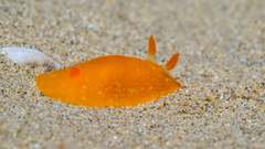 Doriopsilla carneola