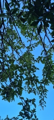 Acer davidii