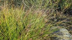 Carex exsiccata