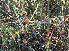 Symphyotrichum estesii