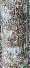 Acer davidii