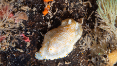 Goniobranchus epicurius