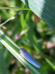 Cofana spectra