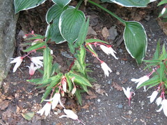 Begonia boliviensis