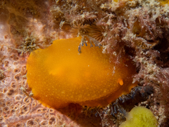 Doriopsilla carneola