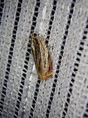 Phaecasiophora roseana