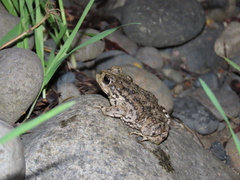 Rhinella arunco