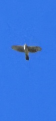 Accipiter