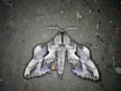 Phyllosphingia dissimilis